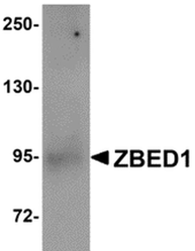 DREF Antibody in Western Blot (WB)