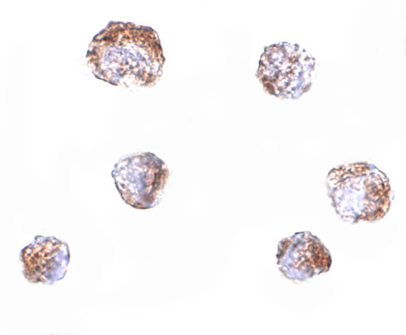 ZBED3 Antibody in Immunocytochemistry (ICC/IF)