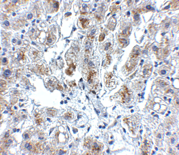 SIGLEC11 Antibody in Immunohistochemistry (IHC)
