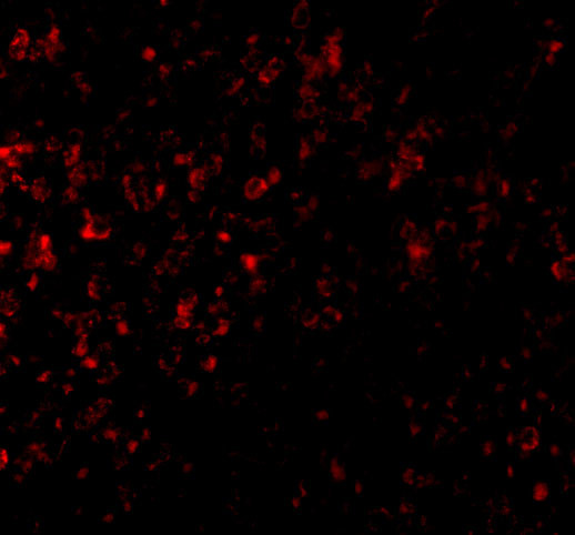 GPR3 Antibody in Immunocytochemistry (ICC/IF)