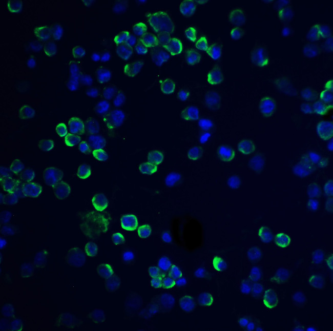 RGS21 Antibody in Immunocytochemistry (ICC/IF)
