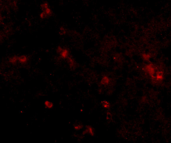 SYPL2 Antibody in Immunocytochemistry (ICC/IF)