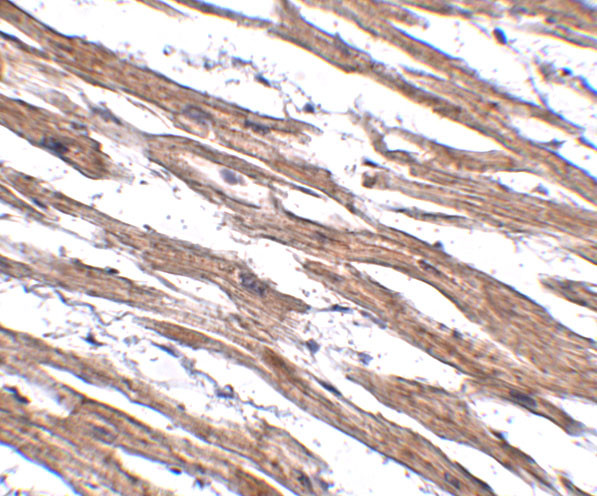 MAK10 Antibody in Immunohistochemistry (IHC)