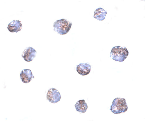 TMEM214 Antibody in Immunocytochemistry (ICC/IF)