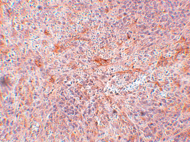 TNIP3 Antibody in Immunohistochemistry (IHC)
