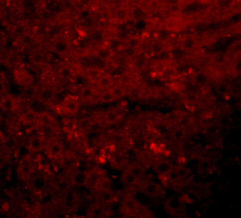 JMJD1A Antibody in Immunocytochemistry (ICC/IF)