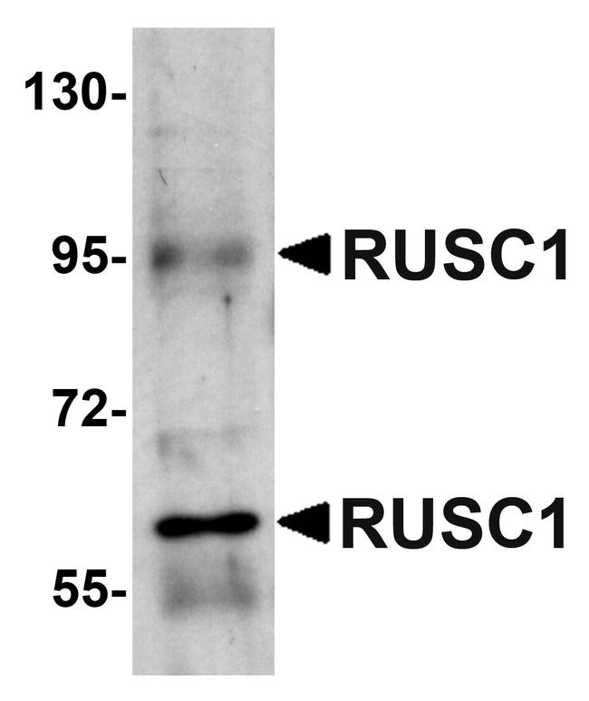 RUSC1 Antibody in Western Blot (WB)
