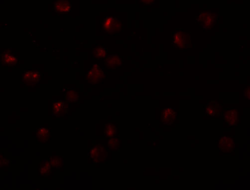 OCIAD2 Antibody in Immunocytochemistry (ICC/IF)