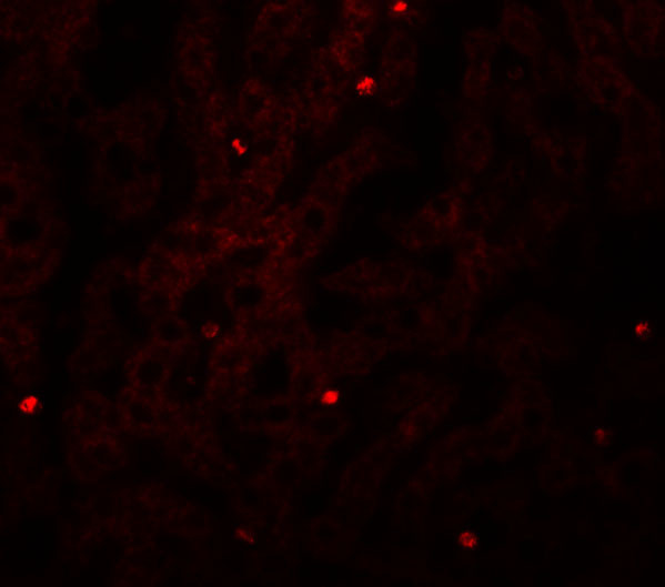 FAM59A Antibody in Immunocytochemistry (ICC/IF)