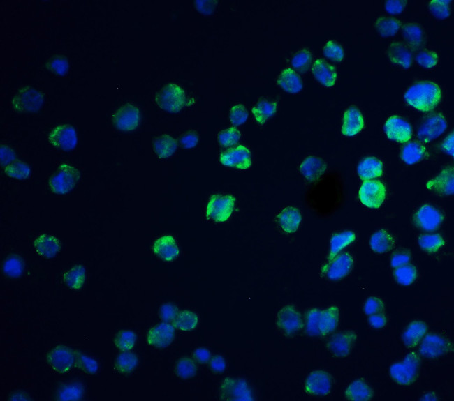REEP3 Antibody in Immunocytochemistry (ICC/IF)