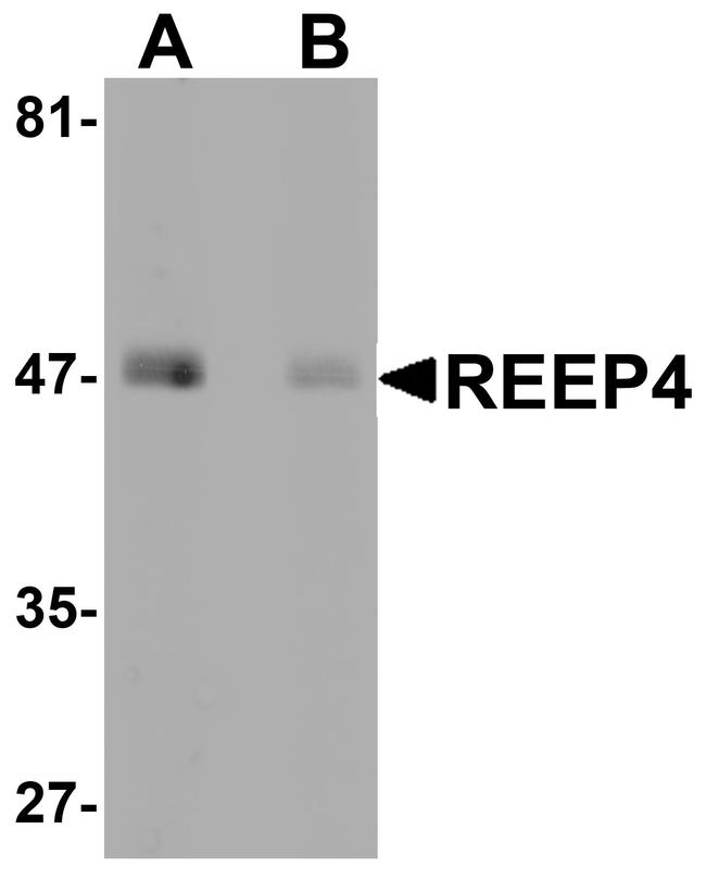 REEP4 Antibody in Western Blot (WB)