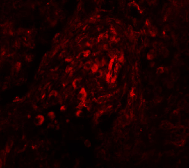 BCAS4 Antibody in Immunohistochemistry (IHC)