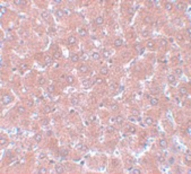 WDR74 Antibody in Immunohistochemistry (IHC)