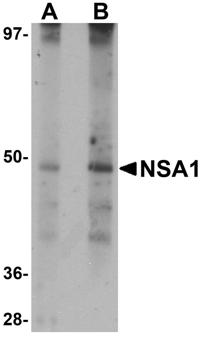 WDR74 Antibody in Western Blot (WB)