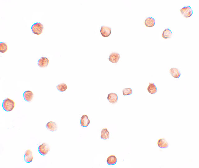 FAM82A1 Antibody in Immunocytochemistry (ICC/IF)