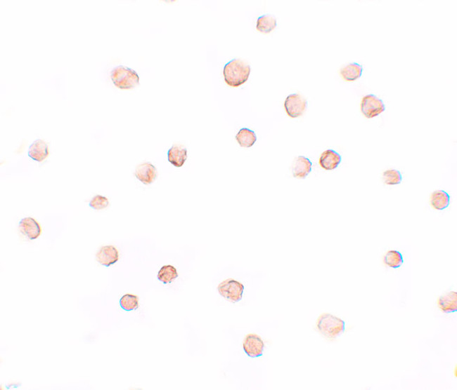 DCAF12 Antibody in Immunocytochemistry (ICC/IF)