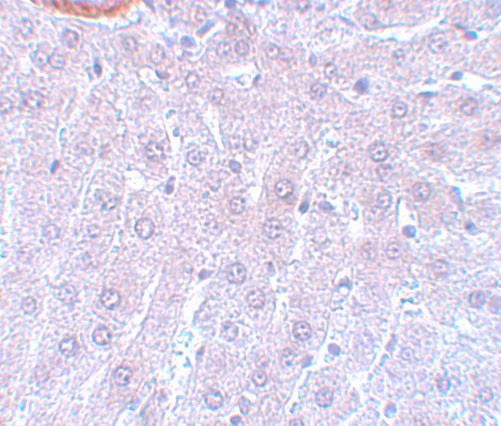 Cdc27 Antibody in Immunohistochemistry (IHC)