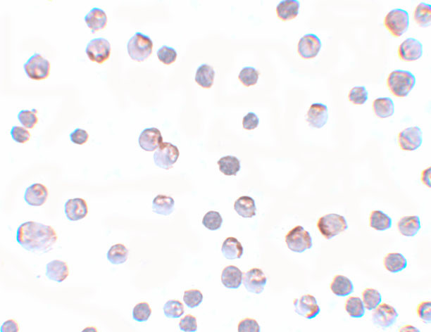 APC2 Antibody in Immunocytochemistry (ICC/IF)