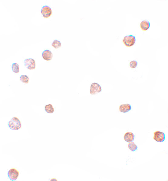 Cdc23 Antibody in Immunocytochemistry (ICC/IF)