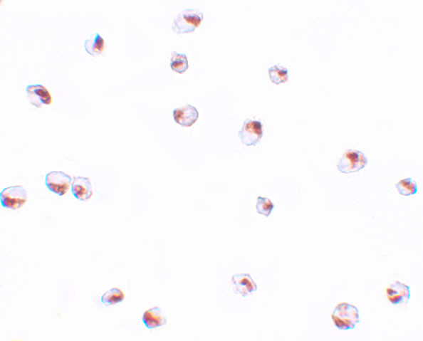 UBA2 Antibody in Immunocytochemistry (ICC/IF)