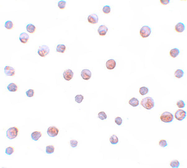 Gemin 2 Antibody in Immunocytochemistry (ICC/IF)