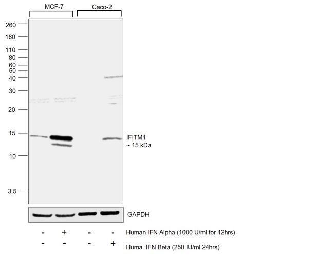 IFITM1 Antibody in Western Blot (WB)