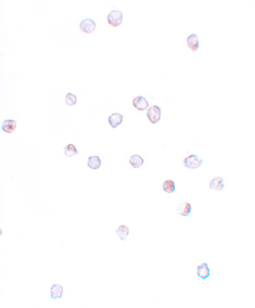 IFITM1 Antibody in Immunocytochemistry (ICC/IF)