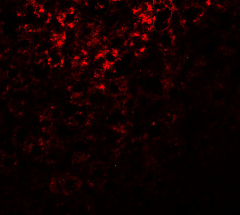 ATG101 Antibody in Immunohistochemistry (IHC)
