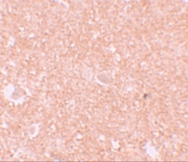 NALP10 Antibody in Immunohistochemistry (IHC)