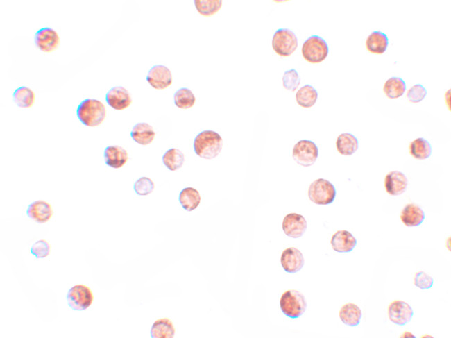 KPNA1 Antibody in Immunocytochemistry (ICC/IF)