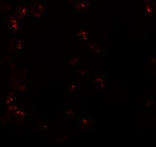 KPNA6 Antibody in Immunocytochemistry (ICC/IF)