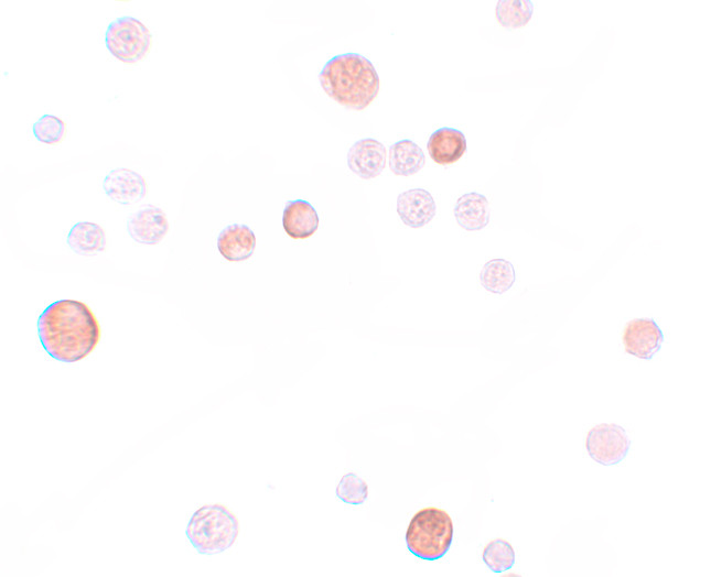 PLAC1 Antibody in Immunocytochemistry (ICC/IF)