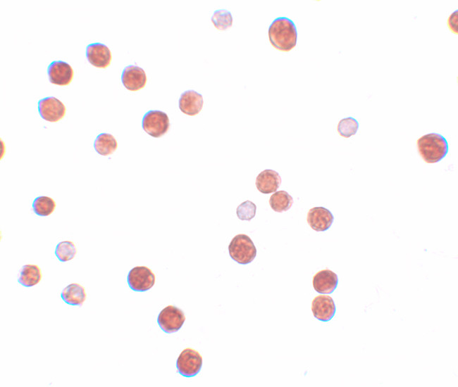 PLAC4 Antibody in Immunocytochemistry (ICC/IF)