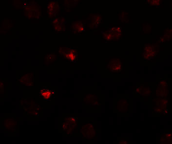 PIWIL3 Antibody in Immunocytochemistry (ICC/IF)