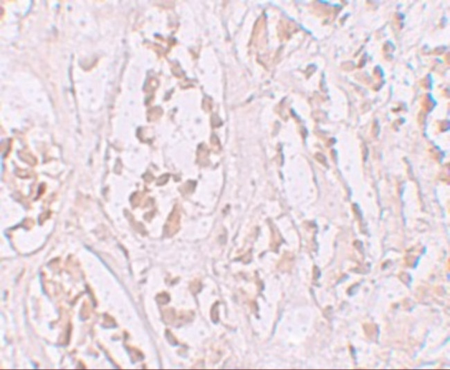 STOX2 Antibody in Immunohistochemistry (IHC)