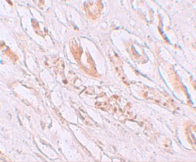 TMEM59 Antibody in Immunohistochemistry (IHC)