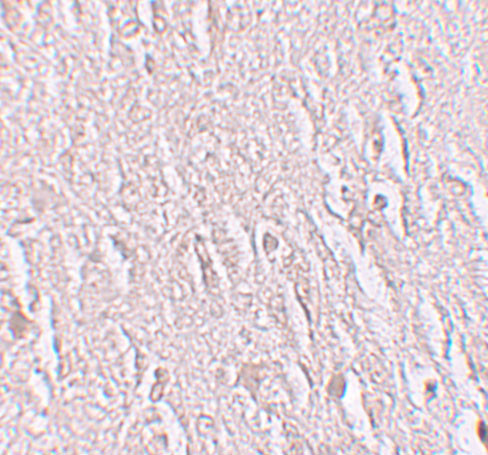 ZBTB5 Antibody in Immunohistochemistry (IHC)