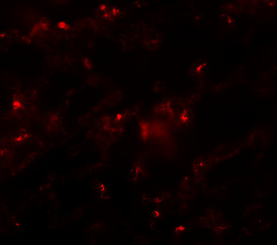 AXIN2 Antibody in Immunocytochemistry (ICC/IF)