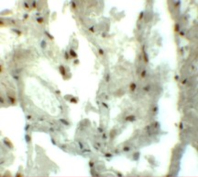 MYZAP Antibody in Immunohistochemistry (IHC)