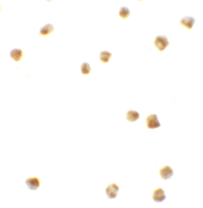 PRR5L Antibody in Immunocytochemistry (ICC/IF)