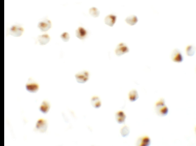 CD229 Antibody in Immunocytochemistry (ICC/IF)