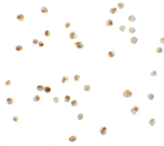 ATAD3A Antibody in Immunocytochemistry (ICC/IF)