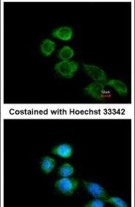 Apelin Receptor Antibody in Immunocytochemistry (ICC/IF)