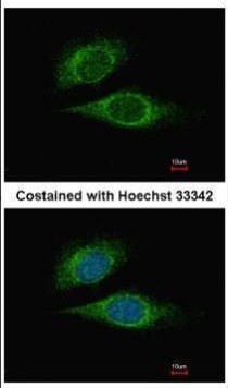 ELF3 Antibody in Immunocytochemistry (ICC/IF)