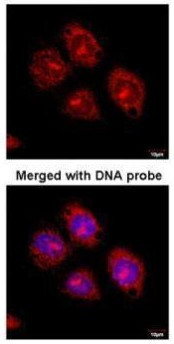 Flotillin 2 Antibody in Immunocytochemistry (ICC/IF)