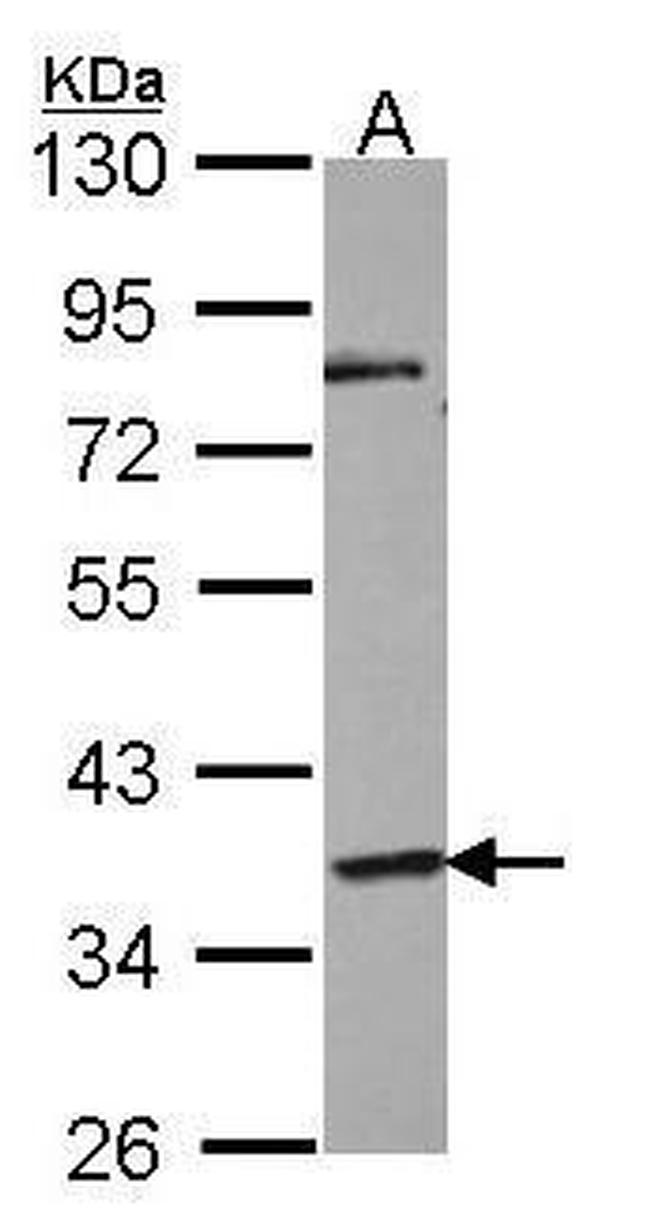 GPR45 Antibody in Western Blot (WB)