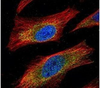 JNK1 Antibody in Immunocytochemistry (ICC/IF)