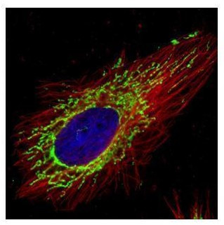 COX4 Antibody in Immunocytochemistry (ICC/IF)