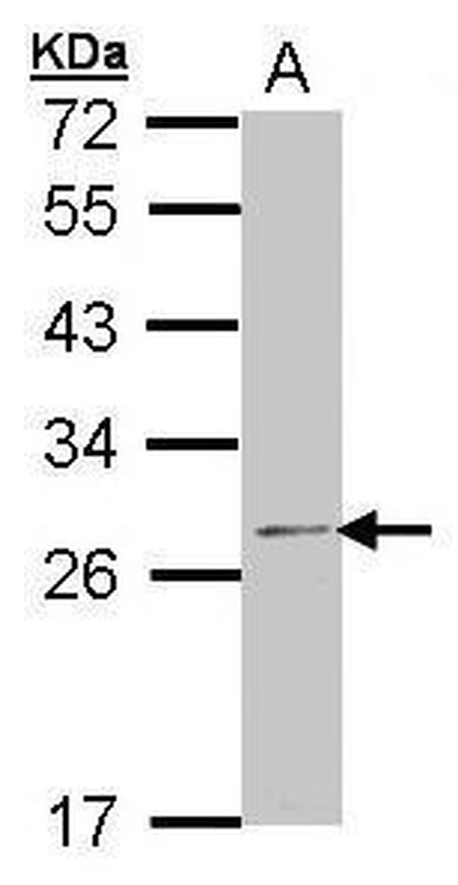 RPL14 Antibody in Western Blot (WB)