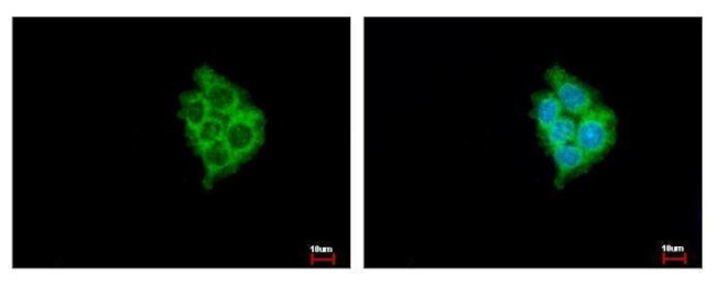 MIA3 Antibody in Immunocytochemistry (ICC/IF)